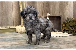 Hunter - puppy for sale