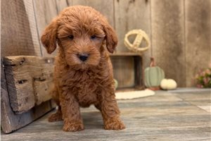 Jillian - Mini Goldendoodle for sale
