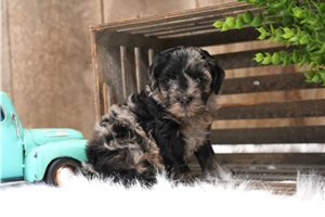 Everest - puppy for sale