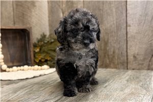 Heston - Goldendoodle, Mini for sale