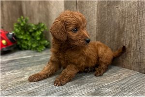 Addi - Goldendoodle, Mini for sale