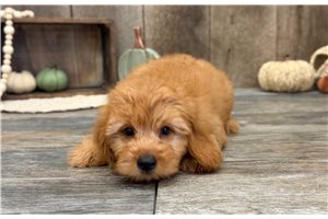 Irvin - Mini Goldendoodle for sale