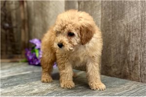 Rose - Mini Goldendoodle for sale