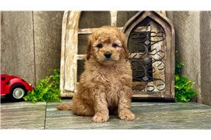 Richard - puppy for sale