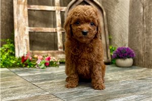 Roxie - puppy for sale