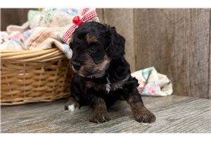 Rachel - Goldendoodle, Mini for sale