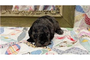 Heston - Goldendoodle, Mini for sale