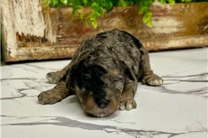 Grace - puppy for sale