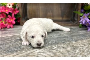 Charli - Poodle, Miniature for sale