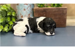 Chandler - Poodle, Miniature for sale