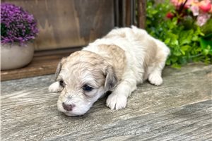 Chloe - Poodle, Miniature for sale