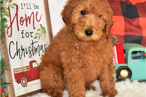 Mia - Poodle, Miniature for sale