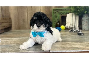 Chandler - Poodle, Miniature for sale