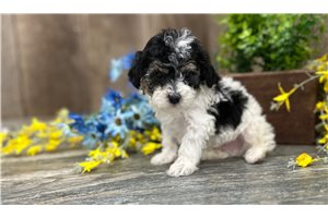 Chris - Poodle, Miniature for sale