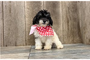 Chandler - Poodle, Miniature for sale