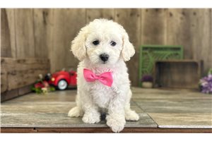 Charli - Poodle, Miniature for sale