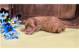 Castin - puppy for sale
