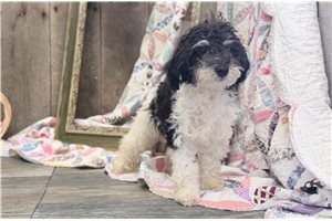 Chandler - Poodle, Miniature for sale
