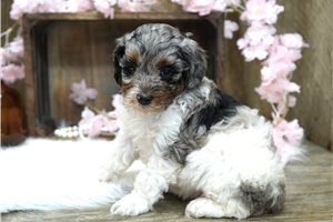 Delta - Miniature Poodle for sale
