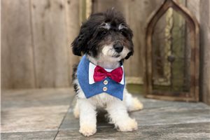 Chandler - Poodle, Miniature for sale