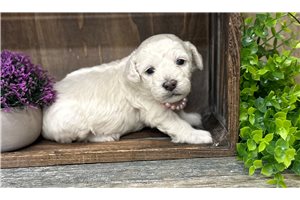 Charli - Miniature Poodle for sale