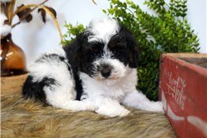 Dalton - Poodle, Miniature for sale