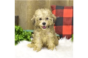 Charles - Poodle, Miniature for sale