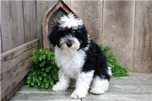 Dalton - Miniature Poodle for sale
