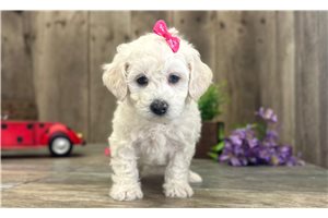 Charli - Poodle, Miniature for sale