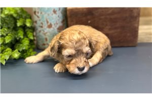 Castin - Poodle, Miniature for sale