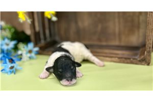 Chandler - Poodle, Miniature for sale