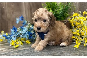 Castin - Miniature Poodle for sale