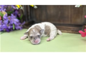 Chloe - Poodle, Miniature for sale