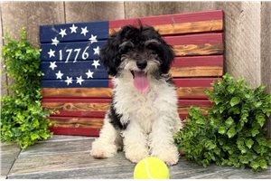 Chandler - puppy for sale