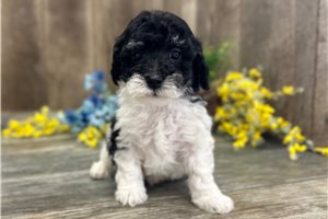 Chandler - Miniature Poodle for sale