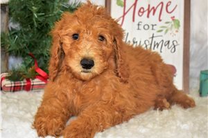 Melly - Miniature Poodle for sale