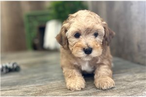 Castin - Poodle, Miniature for sale