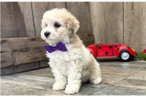 Chloe - Poodle, Miniature for sale