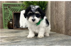 Chris - Miniature Poodle for sale
