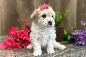 Chloe - Miniature Poodle for sale