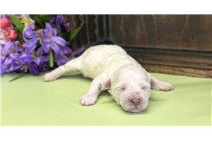 Charli - Poodle, Miniature for sale