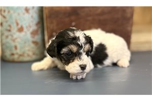 Chris - Poodle, Miniature for sale