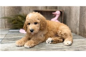 Millie - Standard Poodle for sale