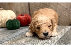 Miles - puppy for sale