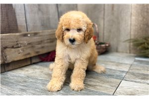 Miles - Standard Poodle for sale