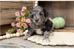Mabel - puppy for sale