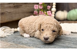 Magnolia - Standard Poodle for sale