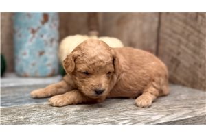 Moose - puppy for sale
