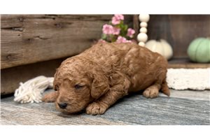 Moxie - puppy for sale