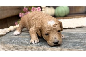 Millie - puppy for sale